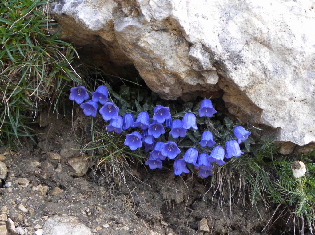 quale Campanula? Campanula cochleariifolia